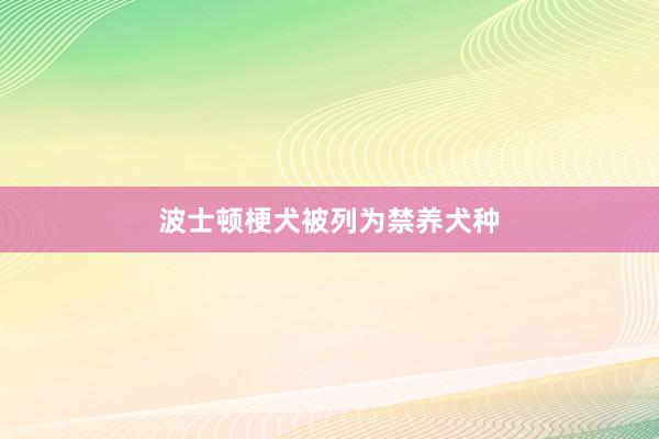 波士顿梗犬被列为禁养犬种